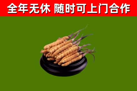 泸溪回收冬虫夏草